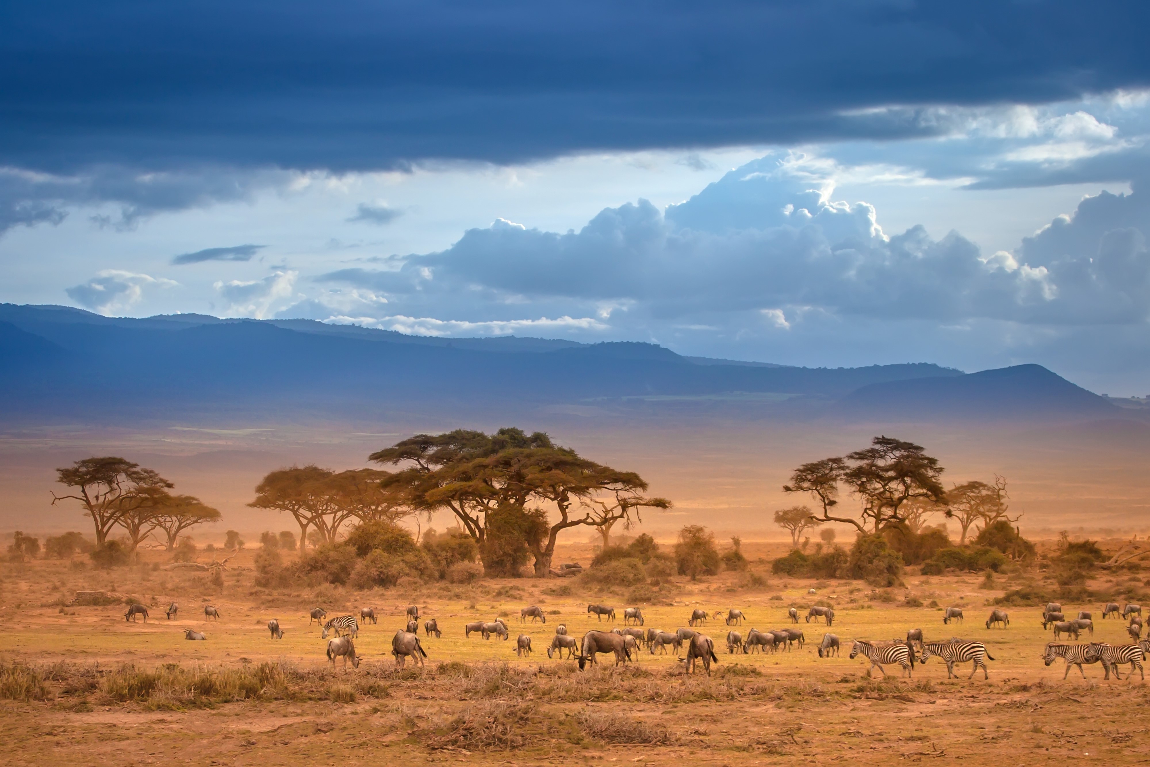 African savanna, Conservation Capital