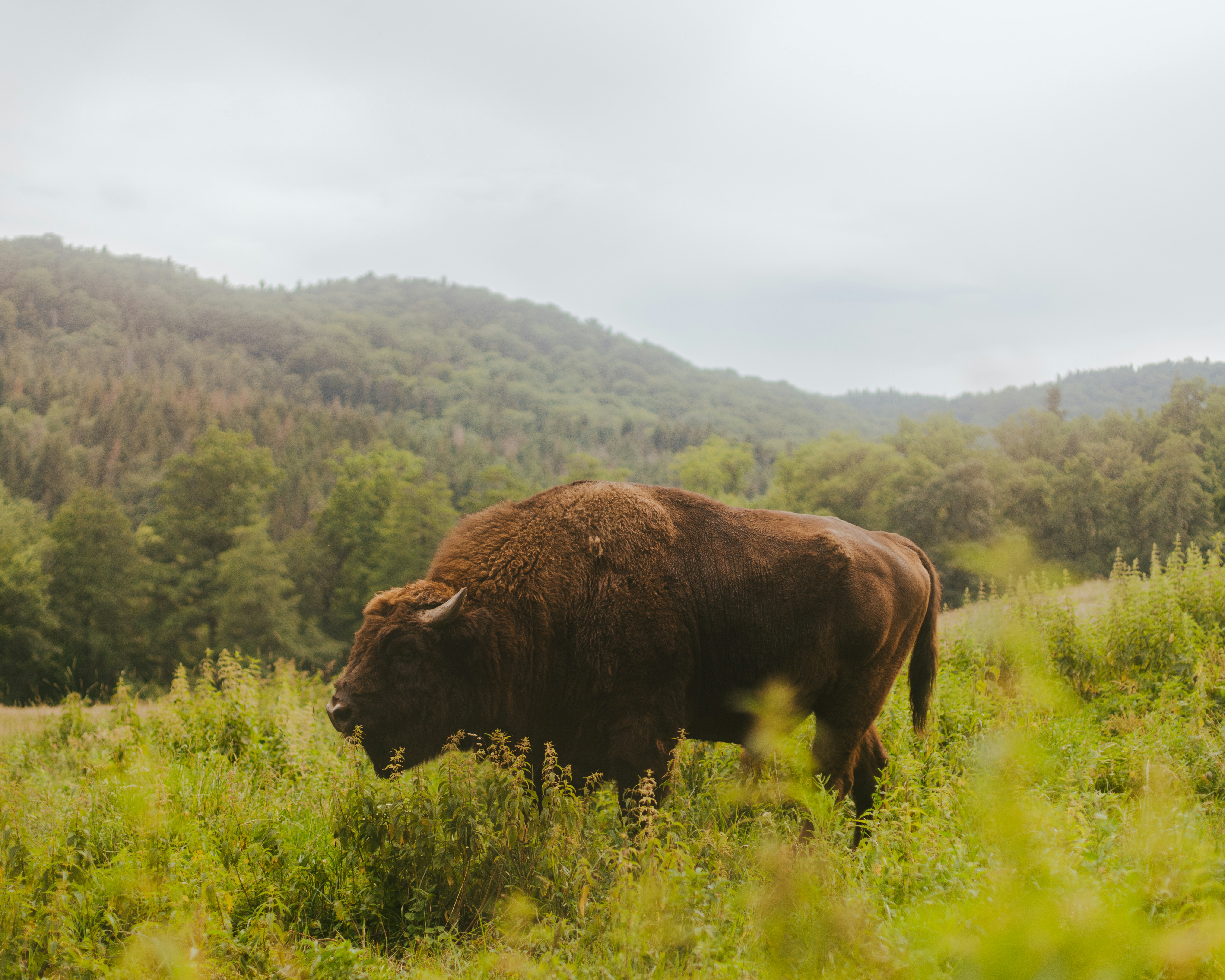 Rewilding Europe