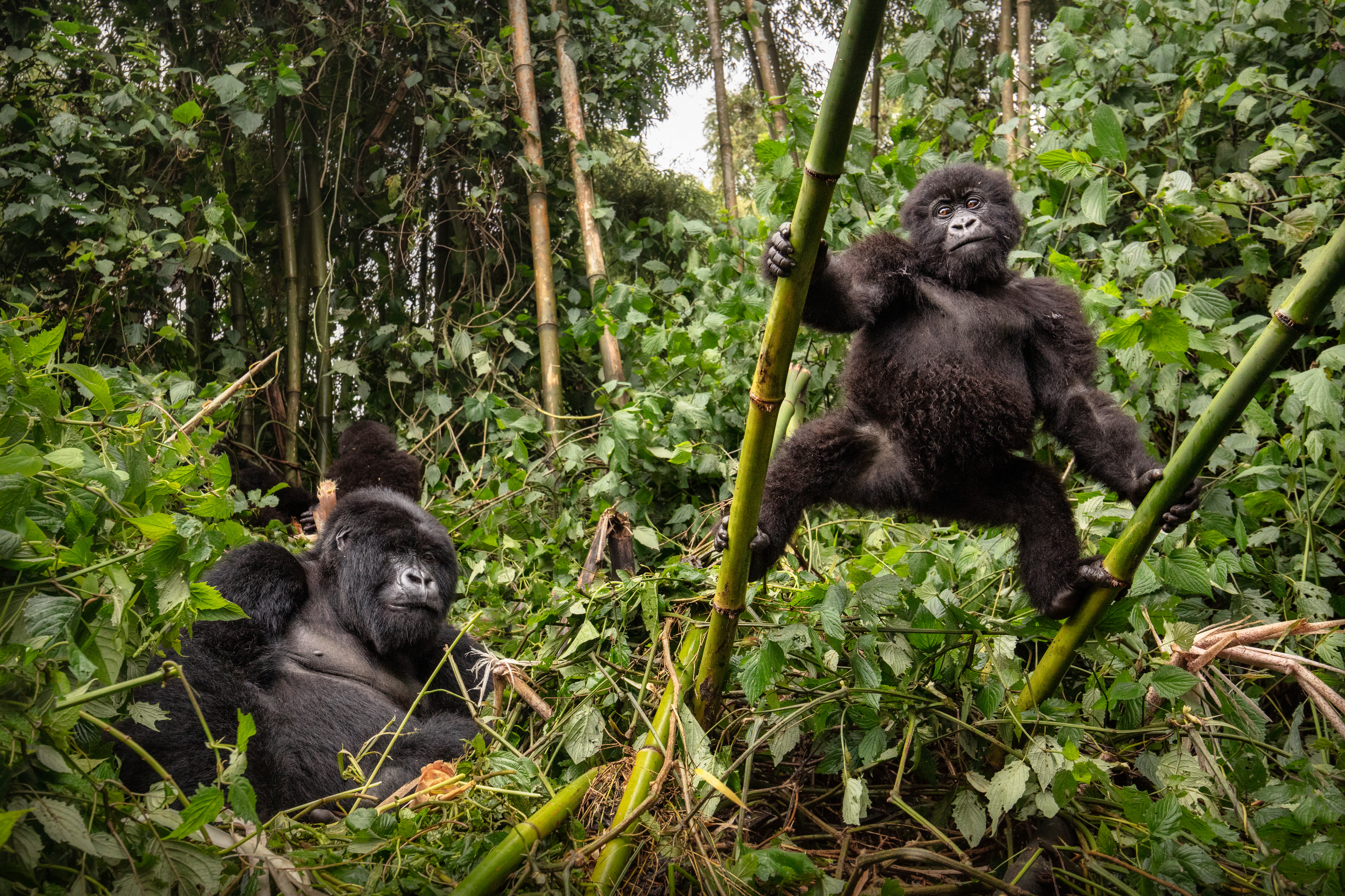 Mountain Gorilla Tourism