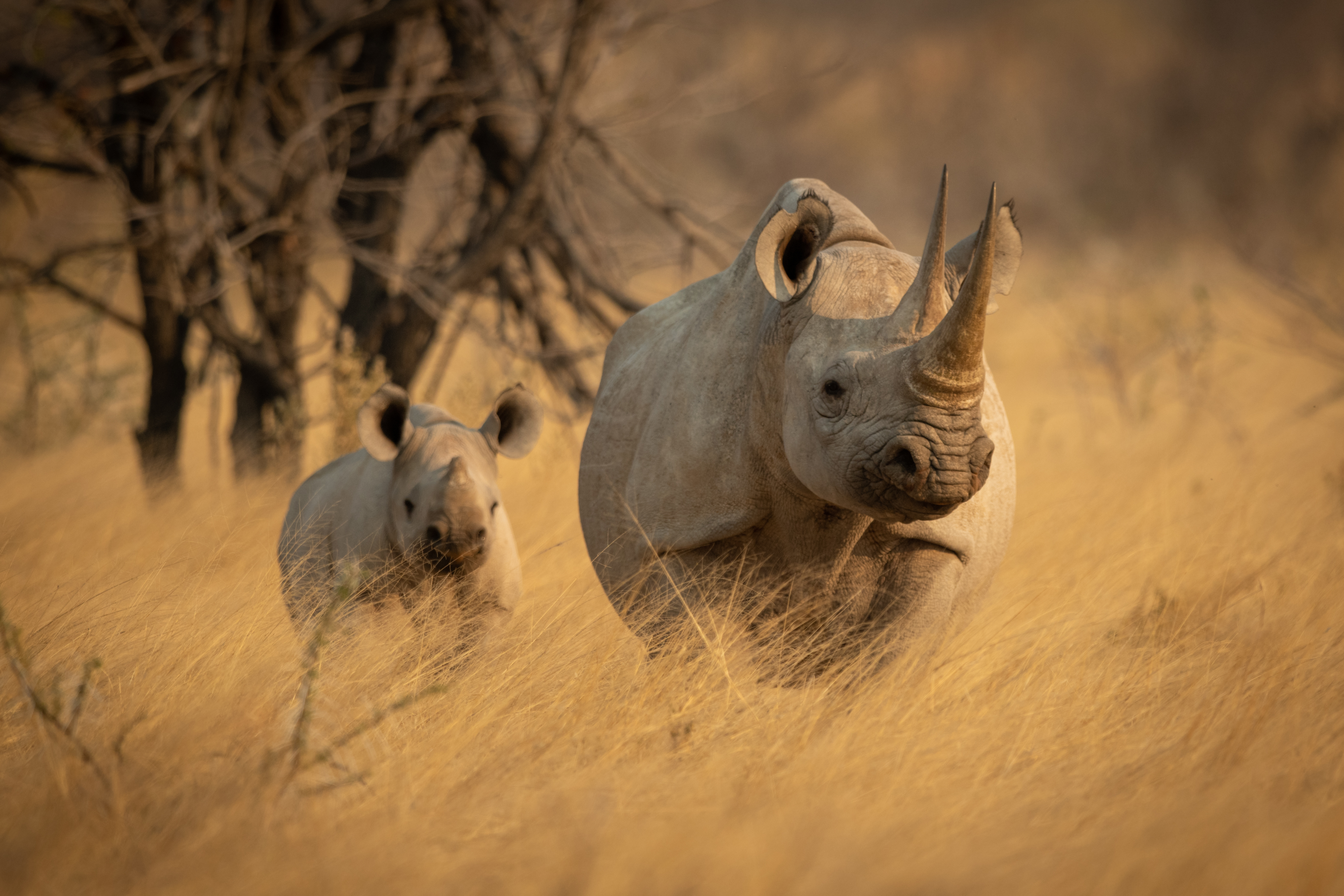 Wildlife Conservation Bond
